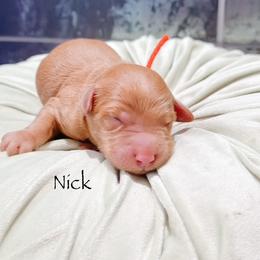 Nick - Red  male Goldendoodle puppy in Pasco, Washington from Camp Doodle Woods