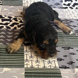 Wilma - Tri-color female Cavapoo puppy in Sun City, Arizona from AZ Cavapoos