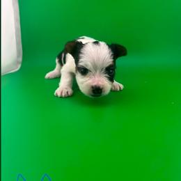 Tammy - Parti female Yorkshire Terrier puppy in Hickory, Pennsylvania from Happy Tails Farms