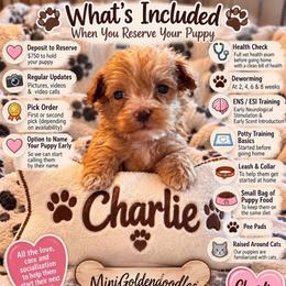 Charlie - Red  male Goldendoodle puppy in Cumberland, Rhode Island from minigoldendoodlesofRI
