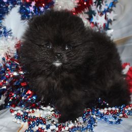 Toby - Black male Pomeranian puppy in Memphis, Michigan from Magix'z Pomeranians
