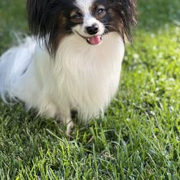 Papillon All Grown Up from DogBond Papillons