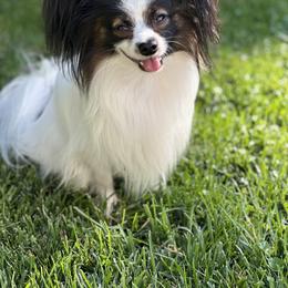 Papillon All Grown Up from DogBond Papillons