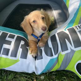 Ace - Dachshund