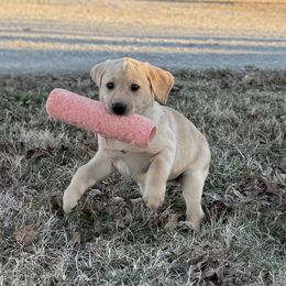 Purple - Yellow male Labrador Retriever puppy in Derby, Kansas from Wheatland Retrievers