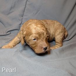 Pearl - Buff and white female Cockapoo puppy in Sunset, Louisiana from Cano Cockapoos