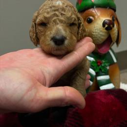 Yellow girl - Apricot female Poodle puppy in Nolensville, Tennessee from White Willow Poodles