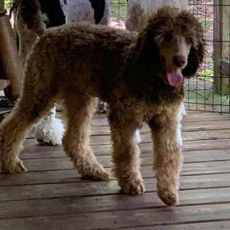 Poodles from Live Oaks Poodles
