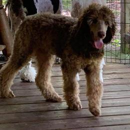 Poodles from Live Oaks Poodles