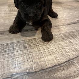 Rudy - Tri-color male Yorkipoo puppy in Brookings, South Dakota from Hofer Pups