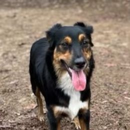 Australian Shepherd Puppies from Brick Church Aussies