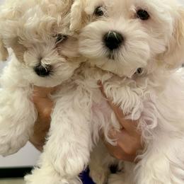 Chiko - White male Bichon Frise puppy in Lavon, Texas from Sissy’s Heavenly Paws