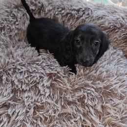 Bruce bruce - Brindle male Dachshund puppy in Colorado Springs, Colorado from Royal Purple Doxies