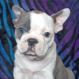 Delphine - Fawn brindle and white female French Bulldog puppy in Elberta, Alabama from Old Orchard Farm