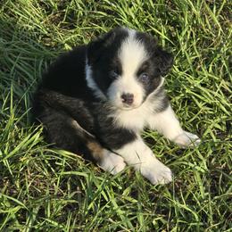 Girl 4 - Black tri-color female Australian Shepherd puppy in Lakeland, Florida from Diamond P Australian Shepherds