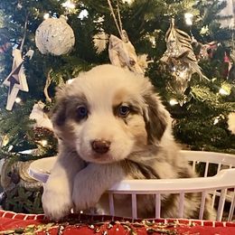 Jack - Red merle male Australian Shepherd puppy in Neola, Utah from Wall To Wall Aussies