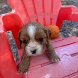Gizmo - Ruby male Cavalier King Charles Spaniel puppy in Tahlequah, Oklahoma from Love Some Dogs Dachshunds & Cavalier King Charles Spaniels,Cavapoos