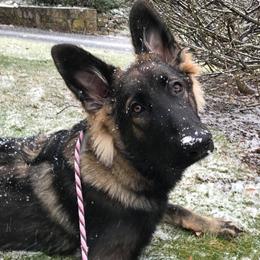 Shiloh Shepherds from Blue Moon Shilohs