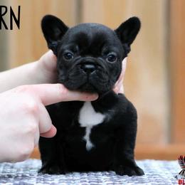 Fern - Brindle female French Bulldog puppy in Vancouver, Washington from Blackwell's American & French Bulldogs