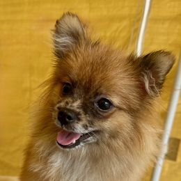 YIN - Blue merle male Pomeranian puppy in Avon Park, Florida from Mariska's Pomeranians