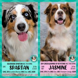 Australian Shepherd puppies from Silverside Aussies LLC