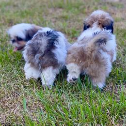 Shih Tzu Puppies from Willow Lane Shih Tzus