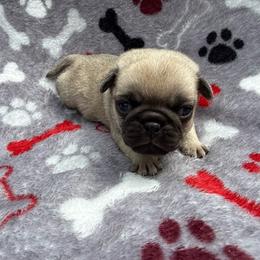 Peep - Fawn male Pug puppy in Ludowici, Georgia from Royal Destiny Kennels