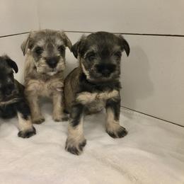 Miniature Schnauzer Puppies from Sue’s Miniature Schnauzers