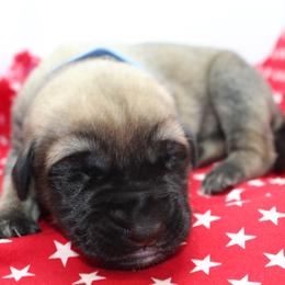 Mastiff Puppies from Titan Mastiffs