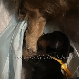 Maple - Black and cream female Dachshund puppy in Monitor, Washington from Shannon Dolly’s Dachshunds