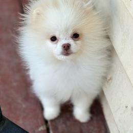 Chocolate covered in cream - Cream female Pomeranian puppy in Westminster, Colorado from VanityPom’s
