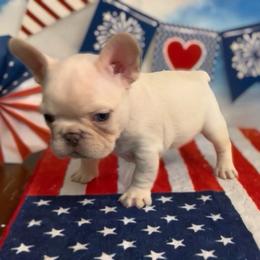 Everest - Cream male French Bulldog puppy in Spokane, Washington from Lilac City Frenchies