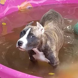 American Pit Bull Terrier Puppies from Kaotic APBTs