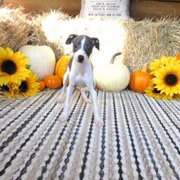 Bianca Male 2 - Blue male Italian Greyhound puppy in Caryville Fl And Sparta Tn, Tennessee from Summerwind Kennel