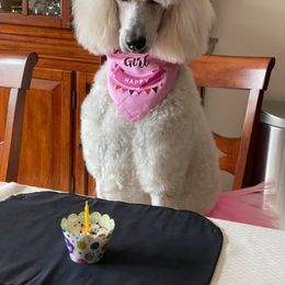 Poodle Puppies from Ocala Standard Poodles