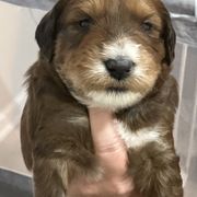 Whoodle Puppies from RockyRiverPups