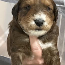 Whoodle Puppies from RockyRiverPups