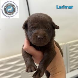 Larimar - Chocolate male Labrador Retriever puppy in Elloree, South Carolina from Moonlight Kennels LLC