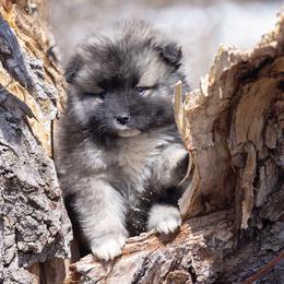 Pomsky Puppies from New World Pomskies