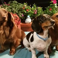 Dachshunds from Doxy 5 Gang