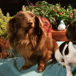 Dachshunds from Doxy 5 Gang