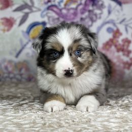 Miniature Australian Shepherd and Toy Australian Shepherd Puppies from Pistol Paws Aussies