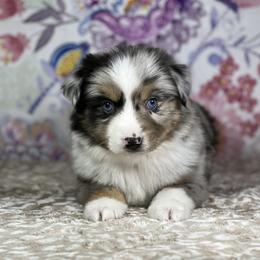 Miniature Australian Shepherd and Toy Australian Shepherd Puppies from Pistol Paws Aussies