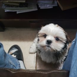 Shih Tzu Puppies from Hart of Texas Shih Tzu