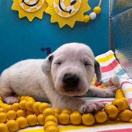Road Trip - White and black male Dalmatian puppy in Melrose, New Mexico from ECMO Farm Dalmatians & Labrador Retrievers