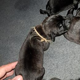 Boy 4 - Black male Cane Corso puppy in Clarksburg, West Virginia from West By God Virginia Cane Corso