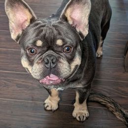 Walter - French Bulldog