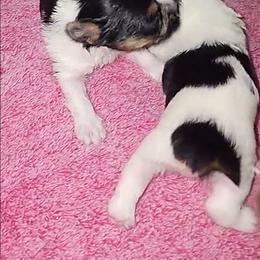 Yorkshire Terrier puppies from J Designer Puppies