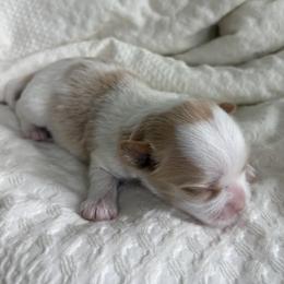 Morkie Puppies from Morkies of Milton