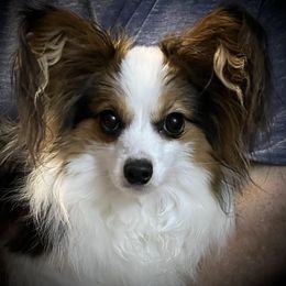 Lu - Papillon
